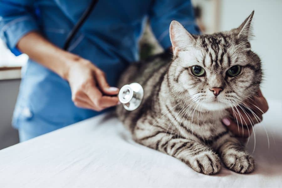 Diabetes in Pets A Guide for Caring Pet Owners in Delaware