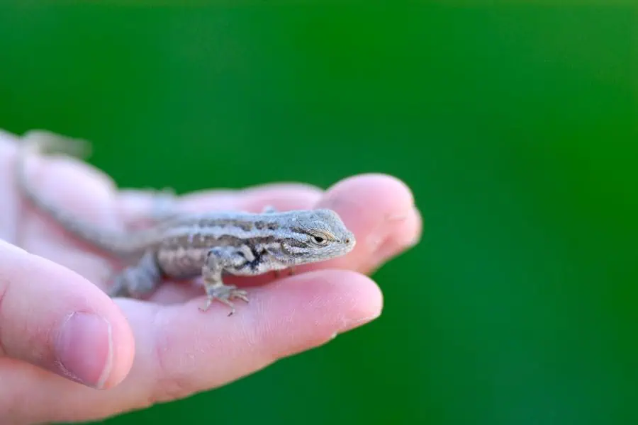 Reptile Care While You're on Vacation