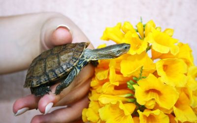 Reptile Care While You’re on Vacation: What Your Sitter Needs To Know