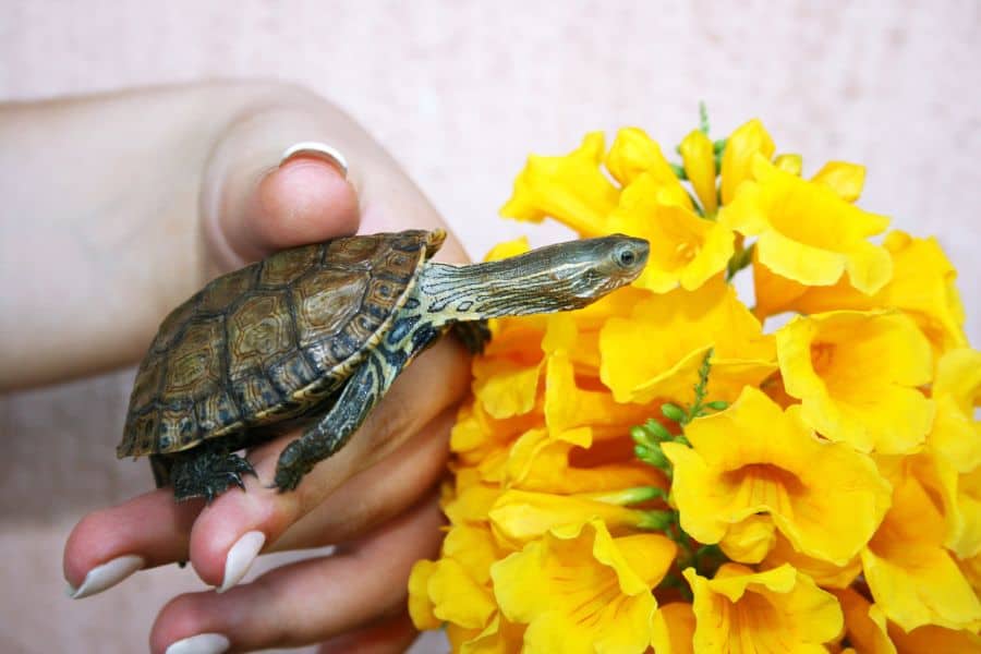 Reptile Care While You're on Vacation What Your Sitter Needs To Know