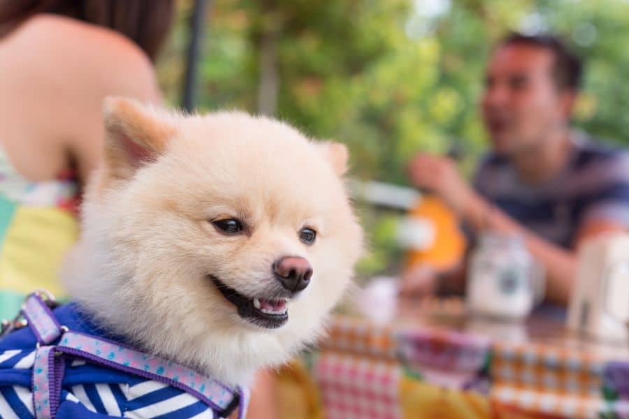 Dog-Friendly Restaurants and Patios in Newark and Hockessin, Delaware