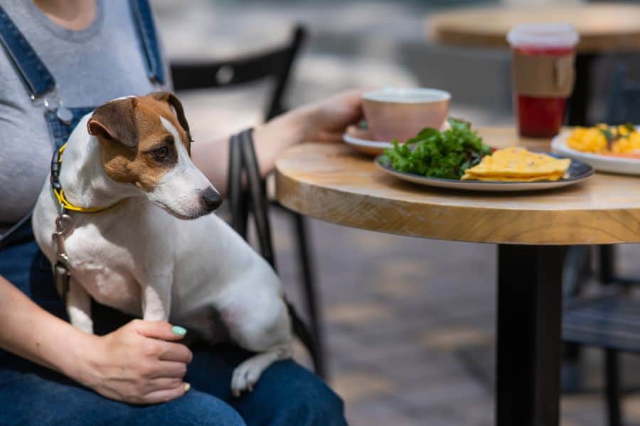 Dog-Friendly Restaurants and Patios in Newark and Hockessin