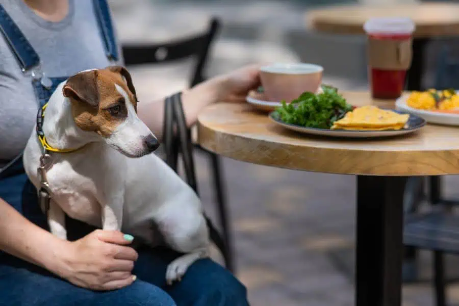 Dog-Friendly Restaurants and Patios in Newark and Hockessin