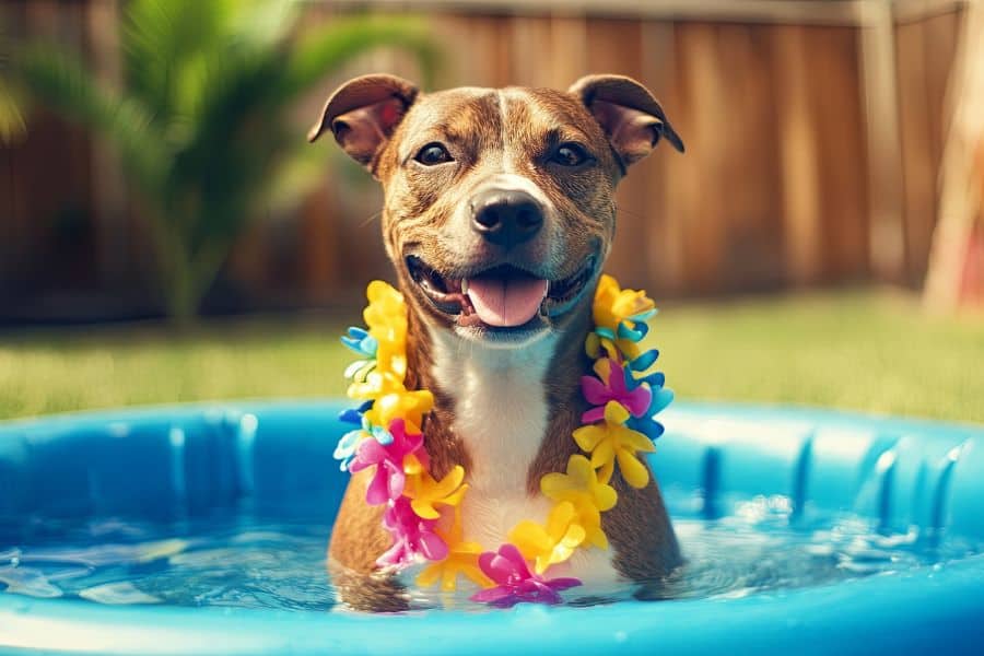How Your Dog's Breed Shapes Their Summer