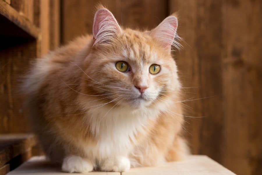 Pet Parents Need to Know About Arthritis in Pets