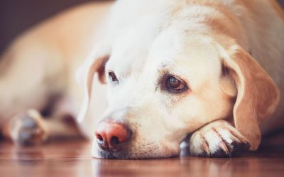 What Pet Parents Need to Know About Arthritis in Pets