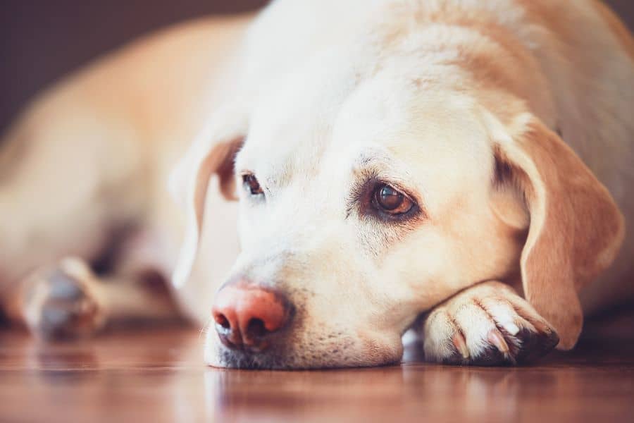 What Pet Parents Need to Know About Arthritis in Pets