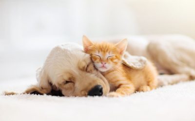 Creating a Pet-Friendly Home in Newark, DE: Tips for a Safe and Happy Environment