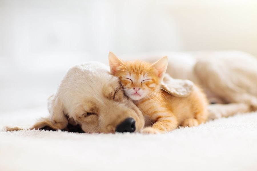 Creating a Pet-Friendly Home in Newark, DE Tips for a Safe and Happy Environment