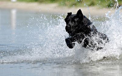 How to Recognize Heatstroke in Dogs Before It’s an Emergency