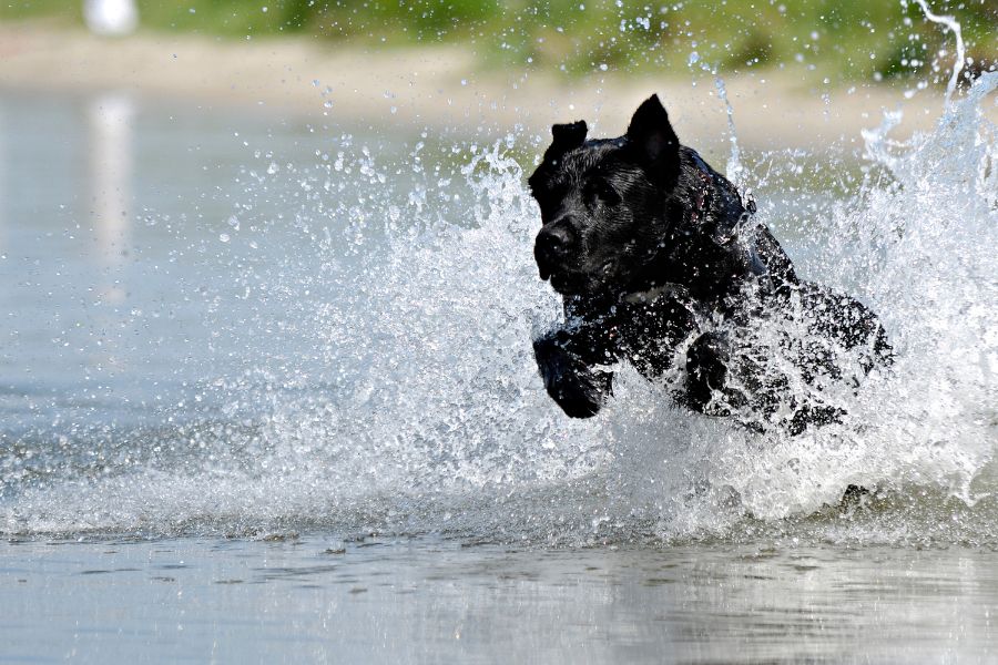 How to Recognize Heatstroke in Dogs Before It’s an Emergency How to Recognize Heatstroke in Dogs Before It's an Emergency