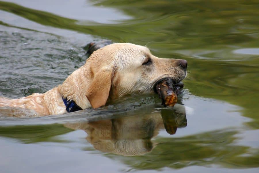 How to Recognize Heatstroke in Dogs